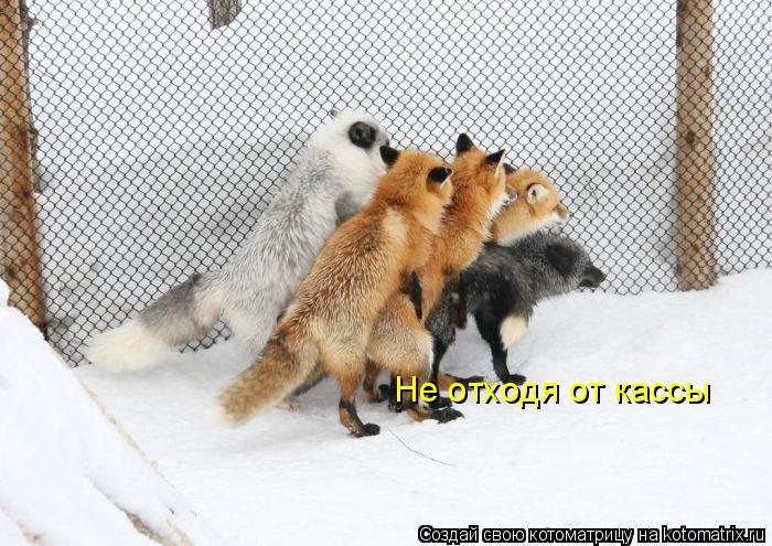 Не отходя от кассы... Котоматрица: Не отходя от кассы
