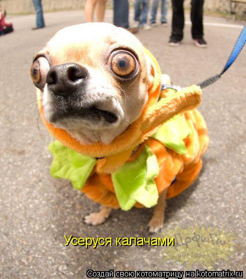 Усеруся калачами... Котоматрица: Усеруся калачами