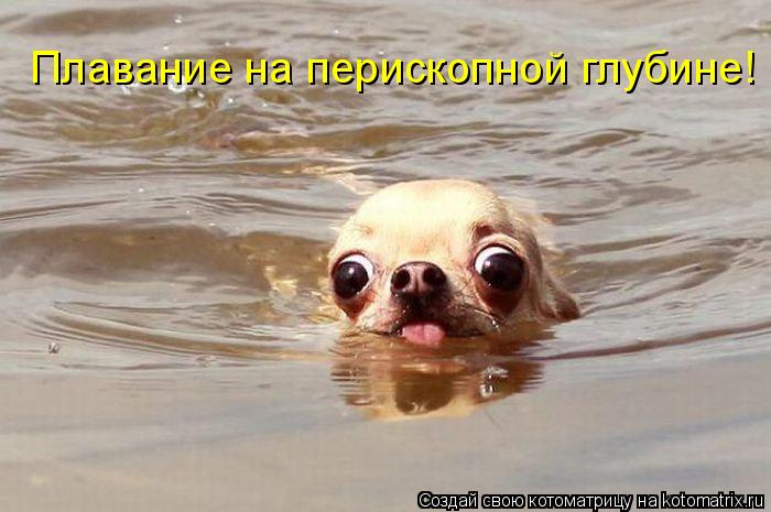 Плавание на перископной глубине!... Котоматрица: Плавание на перископной глубине!