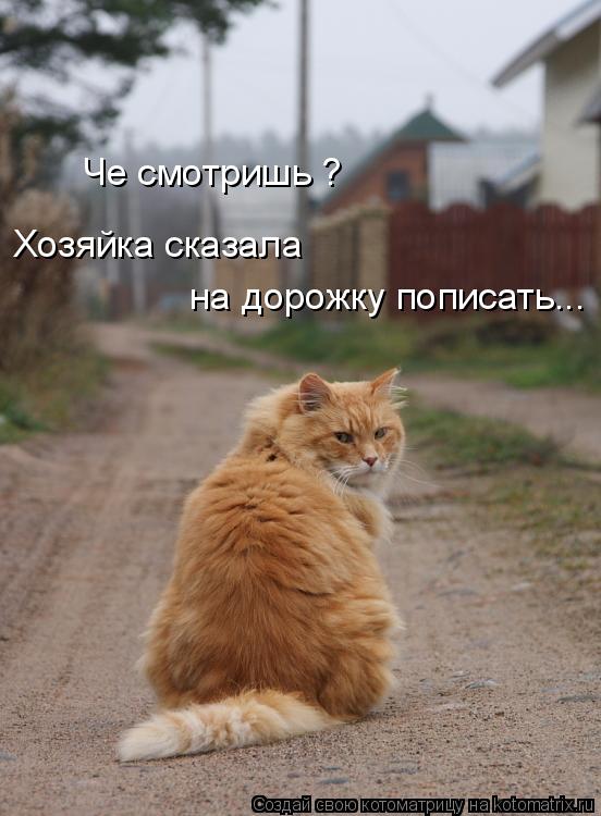 Че смотришь ? Хозяйка сказала на дорожку пописать...... Котоматрица: Че смотришь ? Хозяйка сказала на дорожку пописать...