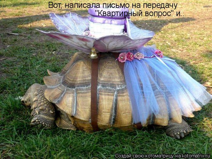 Вот, написала письмо на передачу "Квартирный вопрос" и..... Котоматрица: Вот, написала письмо на передачу "Квартирный вопрос" и..