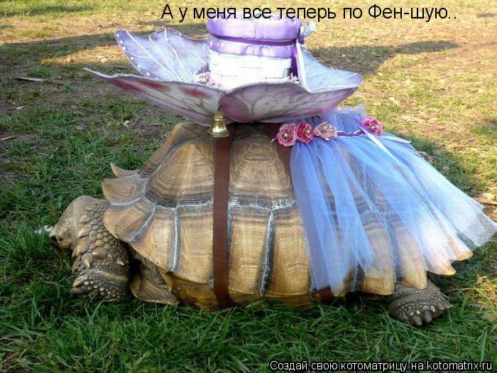 А у меня все теперь по Фен-шую..... Котоматрица: А у меня все теперь по Фен-шую..