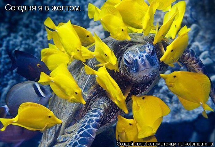 Сегодня я в желтом..... Котоматрица: Сегодня я в желтом..