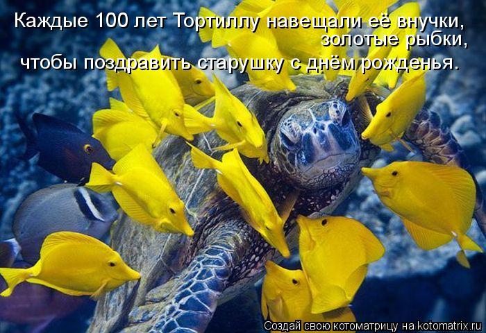 Каждые 100 лет Тортиллу навещали её внучки, золотые рыбки, чтобы поздравить старушку с днём рожденья... Котоматрица: Каждые 100 лет Тортиллу навещали её внучки, золотые рыбки, чтобы поздравить старушку с днём рожденья.