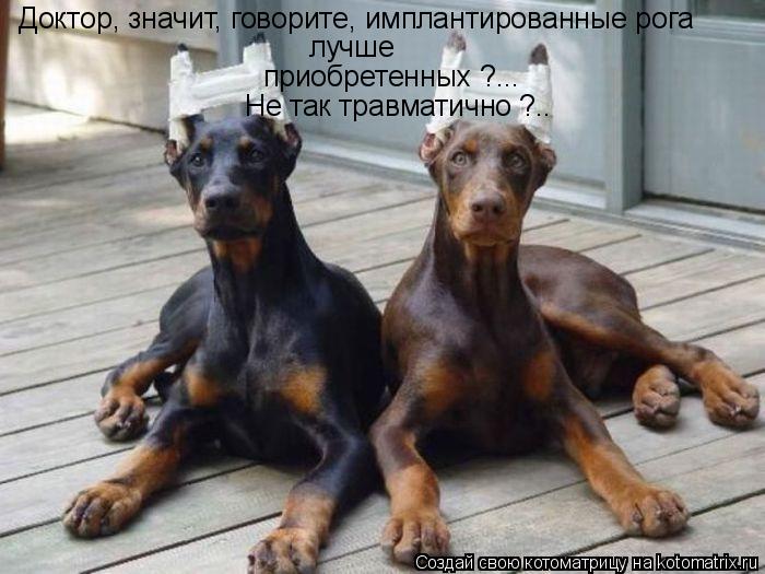 лучше приобретенных ?... Доктор, значит, говорите, имплантированные рога Не так травматично ?..... Котоматрица: лучше приобретенных ?... Доктор, значит, говорите, имплантированные рога Не так травматично ?..