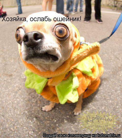 Хозяйка, ослабь ошейник!... Котоматрица: Хозяйка, ослабь ошейник!