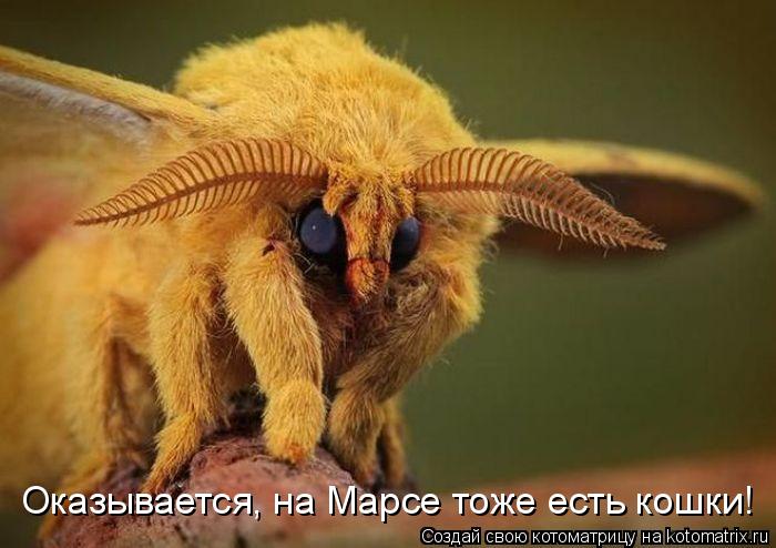 Оказывается, на Марсе тоже есть кошки!... Котоматрица: Оказывается, на Марсе тоже есть кошки!