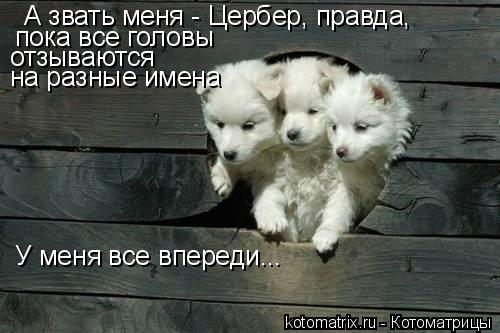 А звать меня - Цербер, правда, пока все головы отзываются на разные имена У меня все впереди...... Котоматрица: А звать меня - Цербер, правда, пока все головы отзываются на разные имена У меня все впереди...