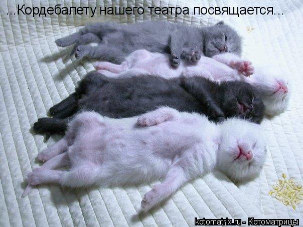 ...Кордебалету нашего театра посвящается...... Котоматрица: ...Кордебалету нашего театра посвящается...