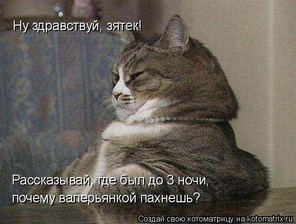 Ну здравствуй, зятек! Рассказывай, где был до 3 ночи, почему валерьянкой пахнешь?... Котоматрица: Ну здравствуй, зятек! Рассказывай, где был до 3 ночи, почему валерьянкой пахнешь?