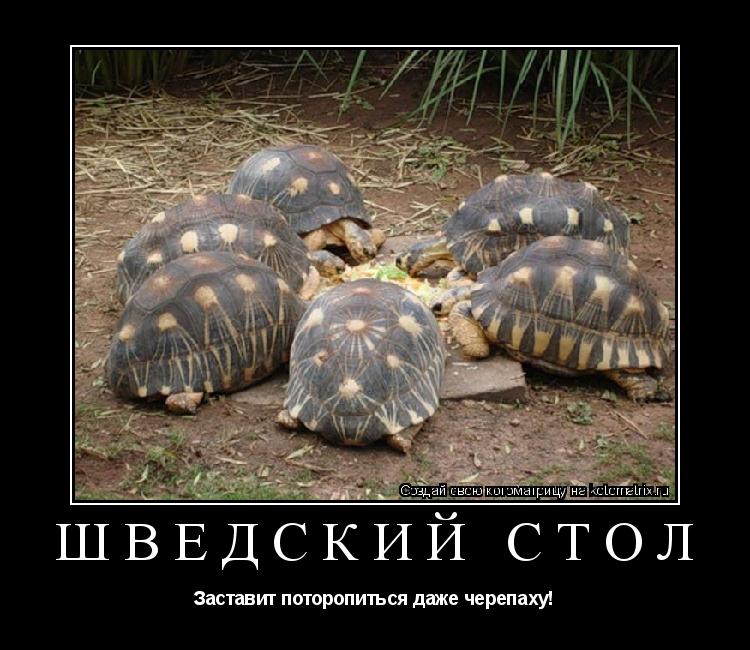 ШВЕДСКИЙ СТОЛ Заставит поторопиться даже черепаху!... Котоматрица: ШВЕДСКИЙ СТОЛ Заставит поторопиться даже черепаху!