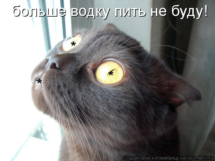 больше водку пить не буду! * * *... Котоматрица: больше водку пить не буду! * * *