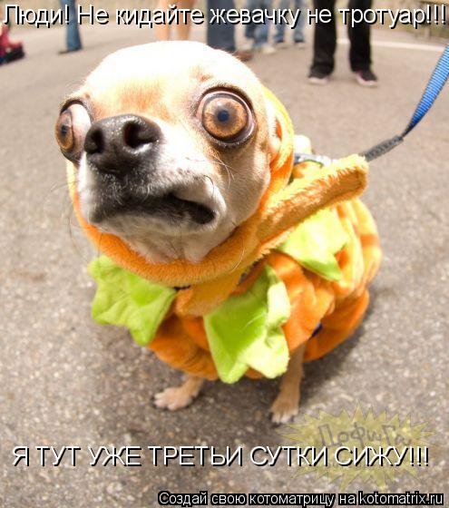 Люди! Не кидайте жевачку не тротуар!!! Я ТУТ УЖЕ ТРЕТЬИ СУТКИ СИЖУ!!!... Котоматрица: Люди! Не кидайте жевачку не тротуар!!! Я ТУТ УЖЕ ТРЕТЬИ СУТКИ СИЖУ!!!