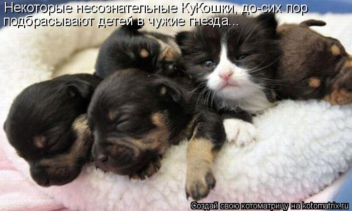 Некоторые несознательные КуКошки, до-сих пор подбрасывают детей в чужие гнезда...... Котоматрица: Некоторые несознательные КуКошки, до-сих пор подбрасывают детей в чужие гнезда...