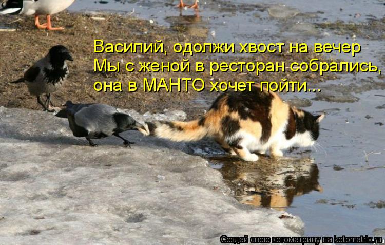 Василий, одолжи хвост на вечер Мы с женой в ресторан собрались, она в МАНТО хочет пойти...... Котоматрица: Василий, одолжи хвост на вечер Мы с женой в ресторан собрались, она в МАНТО хочет пойти...