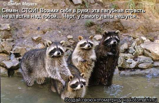Семен, СТОЙ! Возьми себя в руки, эта пагубная страсть не властна над тобой... Черт, у самого лапы че... Котоматрица: Семен, СТОЙ! Возьми себя в руки, эта пагубная страсть не властна над тобой... Черт, у самого лапы чешутся...