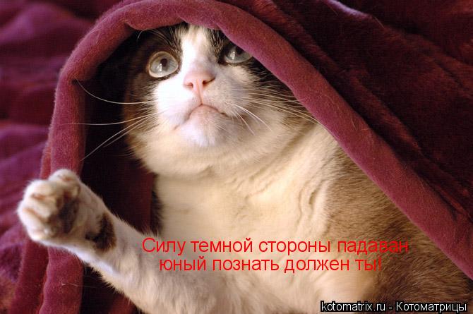 Силу темной стороны падаван юный познать должен ты!... Котоматрица: Силу темной стороны падаван юный познать должен ты!