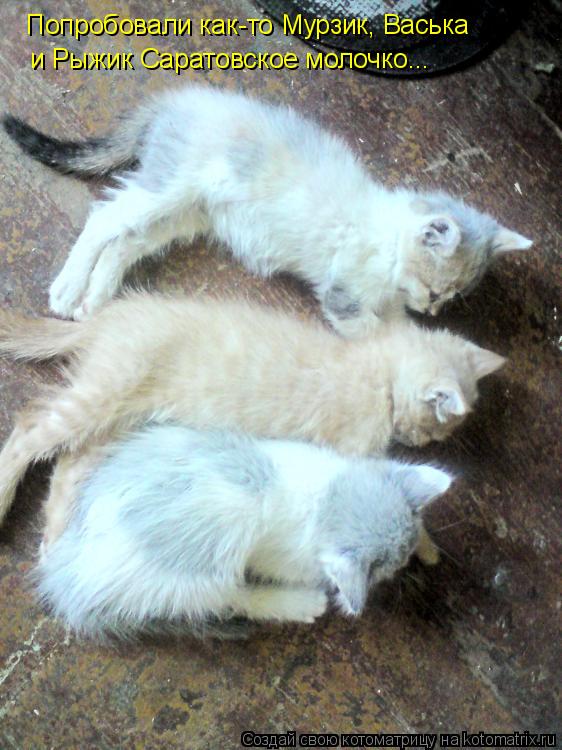 Попробовали как-то Мурзик, Васька и Рыжик Саратовское молочко...... Котоматрица: Попробовали как-то Мурзик, Васька и Рыжик Саратовское молочко...