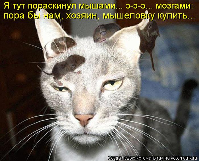 Котоматрица: Я тут пораскинул мышами... э-э-э... мозгами: пора бы нам, хозяин, мышеловку купить...