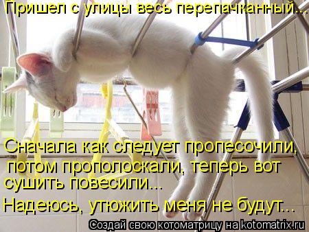 Пришел с улицы весь перепачканный... Сначала как следует пропесочили, потом прополоскали, теперь вот... Котоматрица: Пришел с улицы весь перепачканный... Сначала как следует пропесочили, потом прополоскали, теперь вот сушить повесили... Надеюсь, утюжить мен