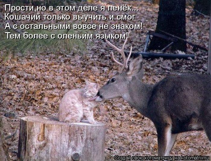 Прости,но в этом деле я пенёк... Кошачий только выучить и смог А с остальными вовсе не знаком! Тем бо... Котоматрица: Прости,но в этом деле я пенёк... Кошачий только выучить и смог А с остальными вовсе не знаком! Тем более с оленьим языком!