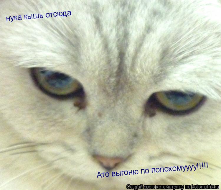 нука кышь отсюда Ато выгоню по полохомуууу!!!!!... Котоматрица: нука кышь отсюда Ато выгоню по полохомуууу!!!!!