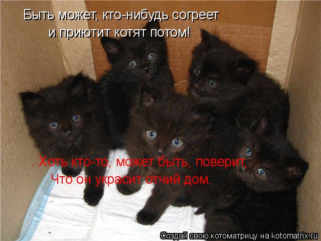 Быть может, кто-нибудь согреет и приютит котят потом! . Хоть кто-то, может быть, поверит, Что он ук... Котоматрица: Быть может, кто-нибудь согреет и приютит котят потом! . Хоть кто-то, может быть, поверит, Что он украсит отчий дом.