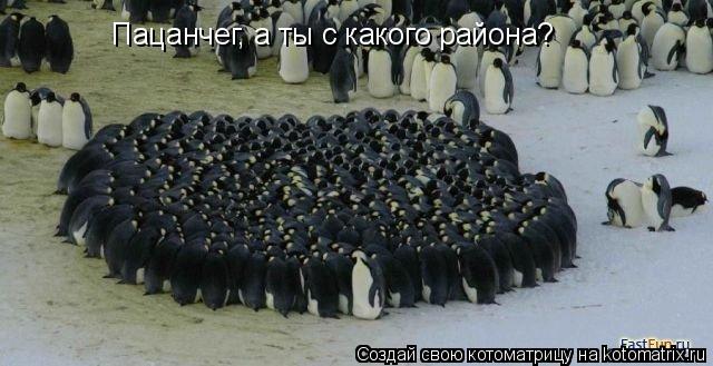 Пацанчег, а ты с какого района?... Котоматрица: Пацанчег, а ты с какого района?