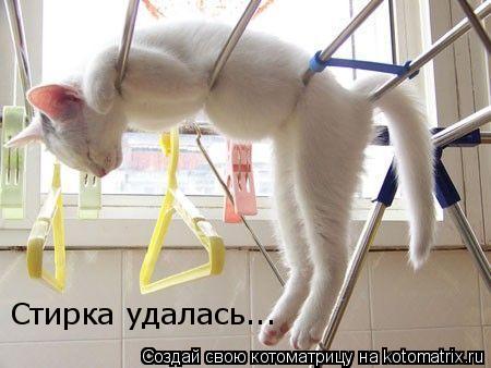Стирка удалась...... Котоматрица: Стирка удалась...