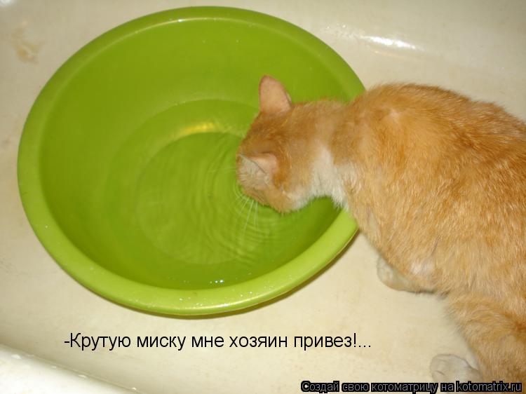 -Крутую миску мне хозяин привез!...... Котоматрица: -Крутую миску мне хозяин привез!...