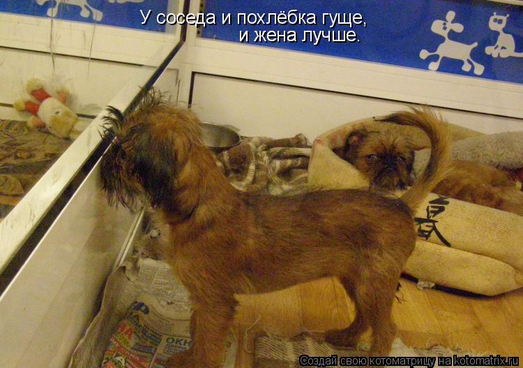 У соседа и похлёбка гуще, и жена лучше. и жена лучше.... Котоматрица: У соседа и похлёбка гуще, и жена лучше. и жена лучше.