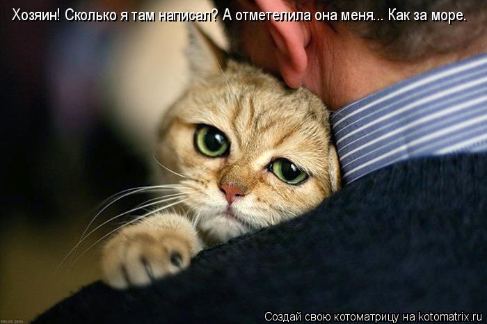 Хозяин! Сколько я там написал? А отметелила она меня... Как за море.... Котоматрица: Хозяин! Сколько я там написал? А отметелила она меня... Как за море.