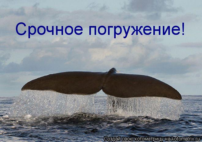 Срочное погружение!... Котоматрица: Срочное погружение!