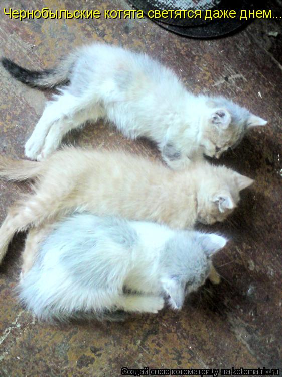 Чернобыльские котята светятся даже днем...... Котоматрица: Чернобыльские котята светятся даже днем...