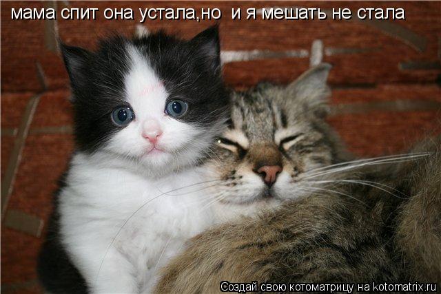 мама спит она устала,но и я мешать не стала... Котоматрица: мама спит она устала,но и я мешать не стала