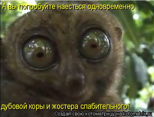 А вы попробуйте наесться одновременно дубовой коры и жостера слабительного!... Котоматрица: А вы попробуйте наесться одновременно дубовой коры и жостера слабительного!