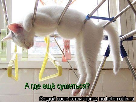 А где ещё сушиться?... Котоматрица: А где ещё сушиться?