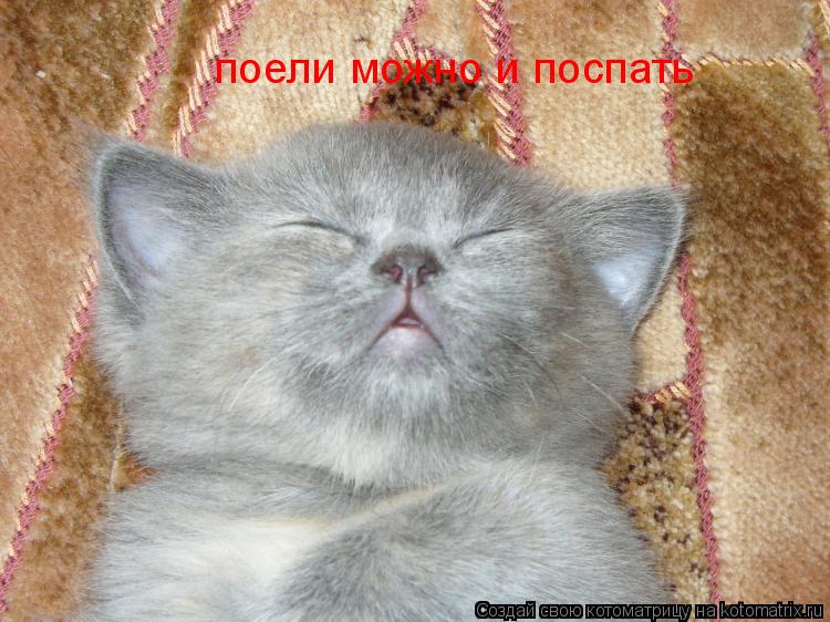 поели можно и поспать... Котоматрица: поели можно и поспать
