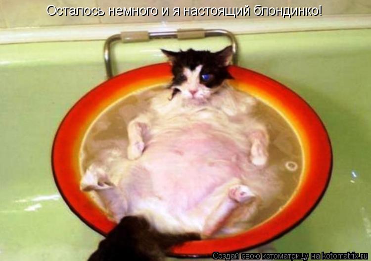 Осталось немного и я настоящий блондинко!... Котоматрица: Осталось немного и я настоящий блондинко!