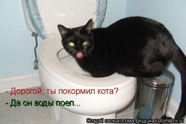 - Дорогой, ты покормил кота? - Да он воды поел...... Котоматрица: - Дорогой, ты покормил кота? - Да он воды поел...