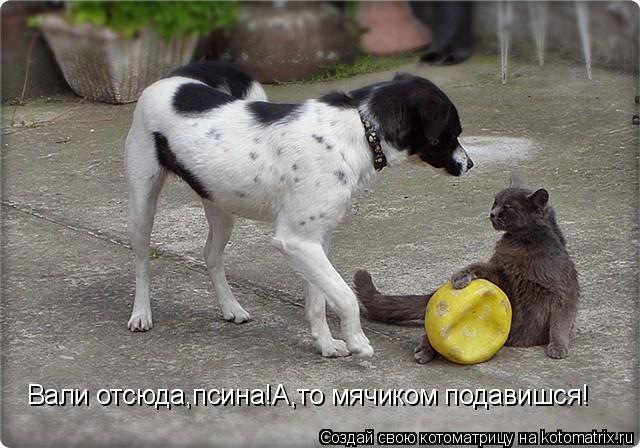 Вали отсюда,псина!А,то мячиком подавишся!... Котоматрица: Вали отсюда,псина!А,то мячиком подавишся!