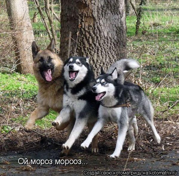 Ой мороз морооз...... Котоматрица: Ой мороз морооз...