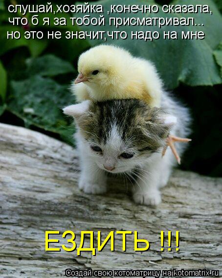 Котоматрица: слушай,хозяйка ,конечно сказала, что б я за тобой присматривал... но это не значит,что надо на мне ЕЗДИТЬ !!!