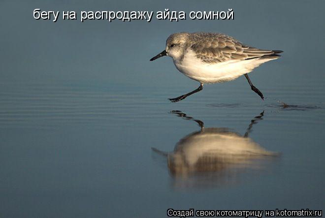 бегу на распродажу айда сомной... Котоматрица: бегу на распродажу айда сомной