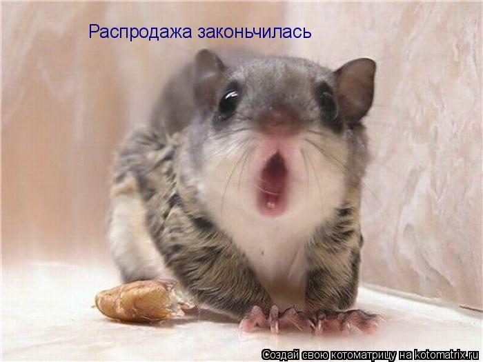 Распродажа законьчилась... Котоматрица: Распродажа законьчилась