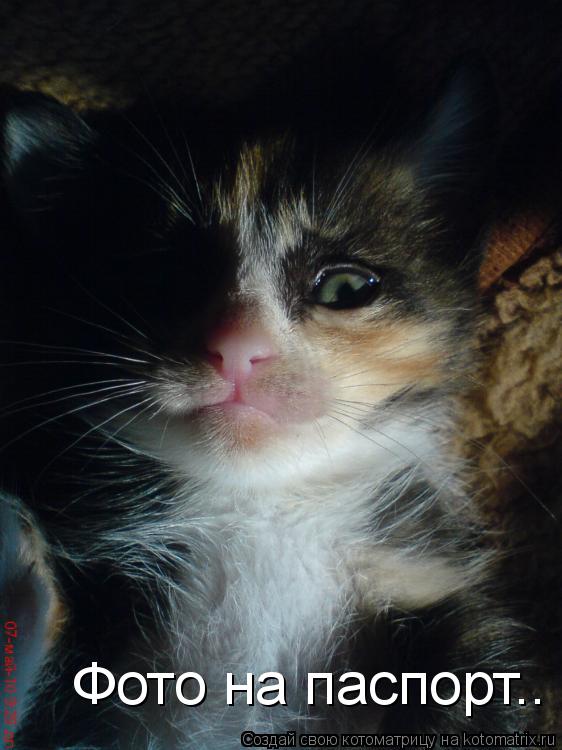 Фото на паспорт..... Котоматрица: Фото на паспорт..