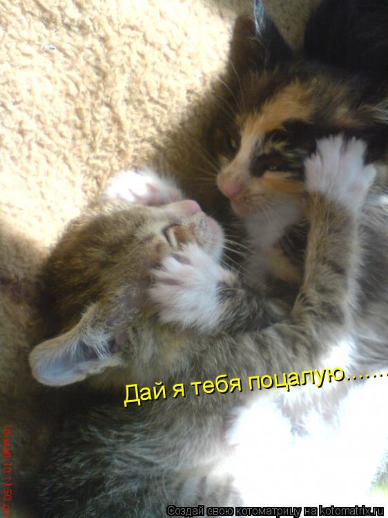 Дай я тебя поцалую........... Котоматрица: Дай я тебя поцалую........