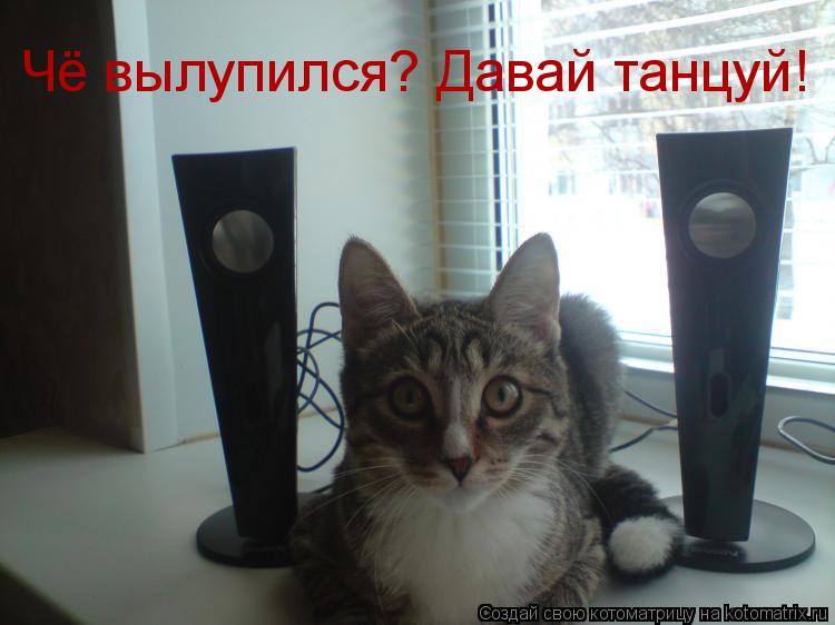 Чё вылупился? Давай танцуй!... Котоматрица: Чё вылупился? Давай танцуй!