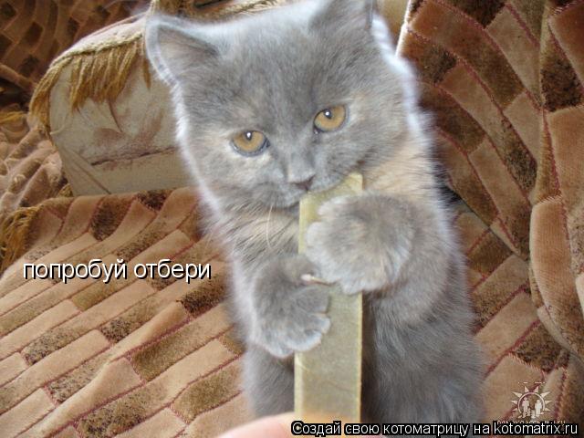попробуй отбери... Котоматрица: попробуй отбери