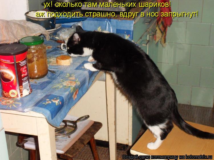 аж подходить страшно, вдруг в нос запрыгнут! ух! сколько там маленьких шариков!... Котоматрица: аж подходить страшно, вдруг в нос запрыгнут! ух! сколько там маленьких шариков!